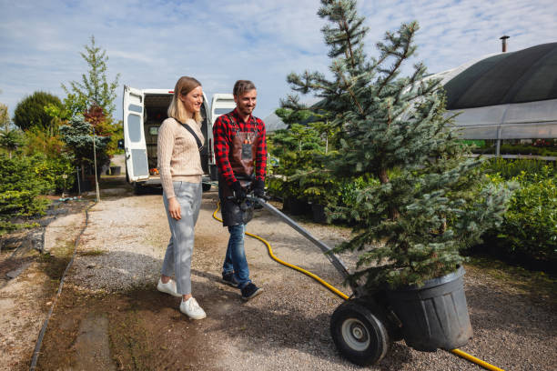 Best Stump Grinding Near Me  in Willits, CA